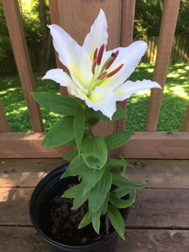 Easter Lily